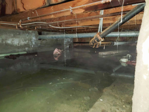 Carpet water damage restoration in St Paul, MO