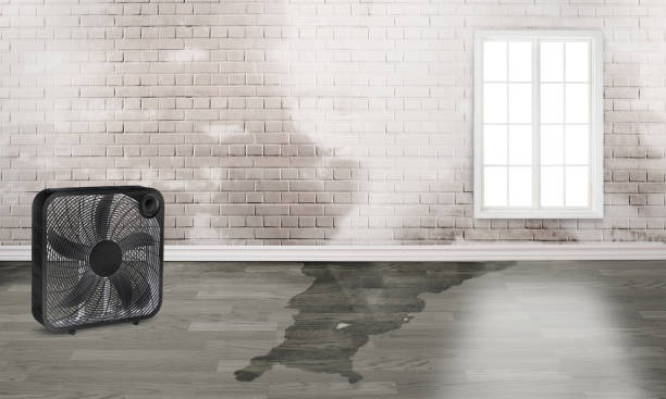 Best Ceiling water damage repair  in St Paul, MO